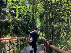 -铁山坪森林公园