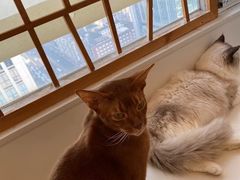 -Let's go狗咖·猫咖·奶狗·桌游(春熙路IFS店)