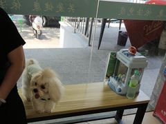 -艾贝尔宠物医院 ·中兽医·宠保定点(北门桥店)