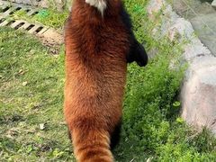 -灵玲国际马戏城