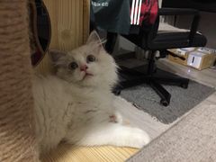 -Bastet sally猫舍购宠(静安店)