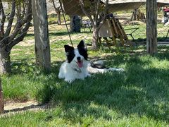 -爪吧宠物乐园 (温榆河示范区店)