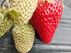 -喜杨洋草莓采摘园