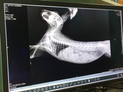 -雨林宠物医院 非犬猫异宠专科