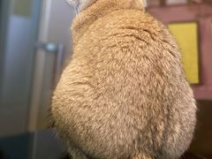 最得意嘅貓貓-咖法森林·咖啡  酒吧(天河店)