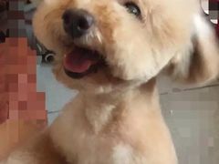 -贵族宠物·宠物美容(三阳路店)