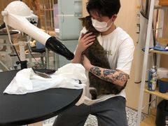 -momokira米努特·德文卷毛猫·棉花面纱犬