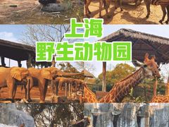 -上海野生动物园