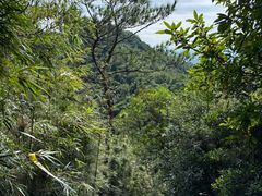 -广州白江湖森林公园