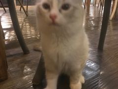 -吉丁鸟咖·异宠·寄养