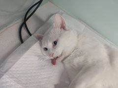-达爱动物医院·犬猫分区·CT·复杂眼科(远洋山水分院)