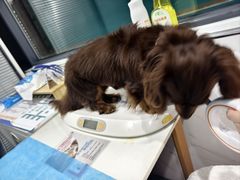 -伟伟宠物医院·CT影像中心·瑞派犬猫综合性门诊(汉口总院)
