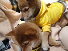 -逗柴咖啡屋·狗咖猫咖宠物桌游