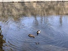 -海棠花溪(元大都城垣遗址公园)