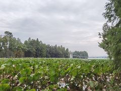 -东湖落雁景区