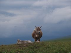 -新疆那拉提国家旅游度假区