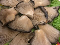 平菇-芦月轩羊蝎子(北蜂窝店)