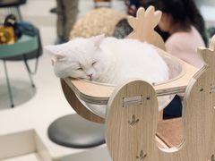 -飞行喵MR PILOT|猫舍·猫咖(静安大融城店)