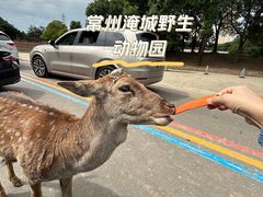 -常州淹城野生动物世界