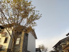 -空港花田景区