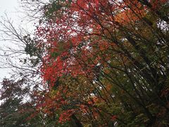 -天女山森林公园