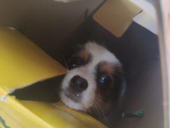 -宠颐生宠物医院·骨外科·犬猫全科诊疗中心(池州店)