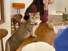 -猫小主咖啡·猫咖cat cafe(福田店)