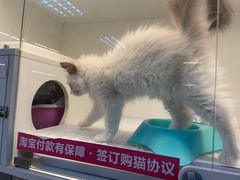 -lincat·猫舍(广州店)