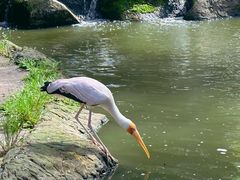 -吉隆坡雀鸟公园