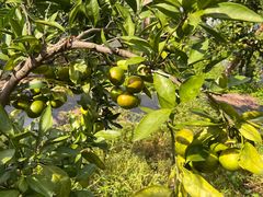 -前小桔亲子创意农场·草莓采摘·露营烧烤