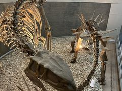 -国家自然博物馆