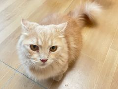 -唐小姐の私宠·宠物洗护美容·撸猫馆·购宠(周浦万达旗舰店)