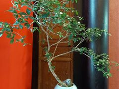 -龙悦湾酒家·八阵鱼生·渔人码头店