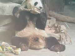 -灵玲国际马戏城
