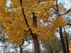 -四川大学(望江校区)