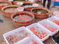 -中环花鸟鱼虫市场