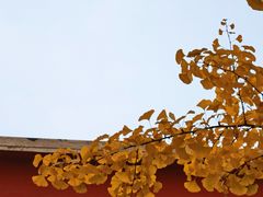 -三里屯东五街银杏大道