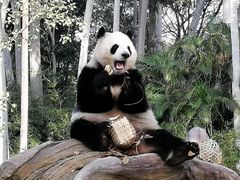 -广州动物园