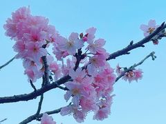 -王借岗森林公园