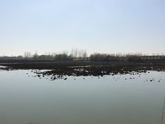 -泗洪洪泽湖湿地景区