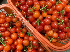 -合肥滨湖国家森林公园