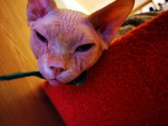 -猫腻·猫咖·撸猫馆(星光大道店)
