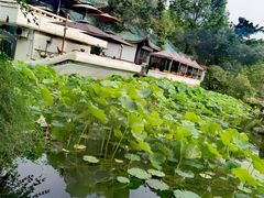 -桂湖森林公园