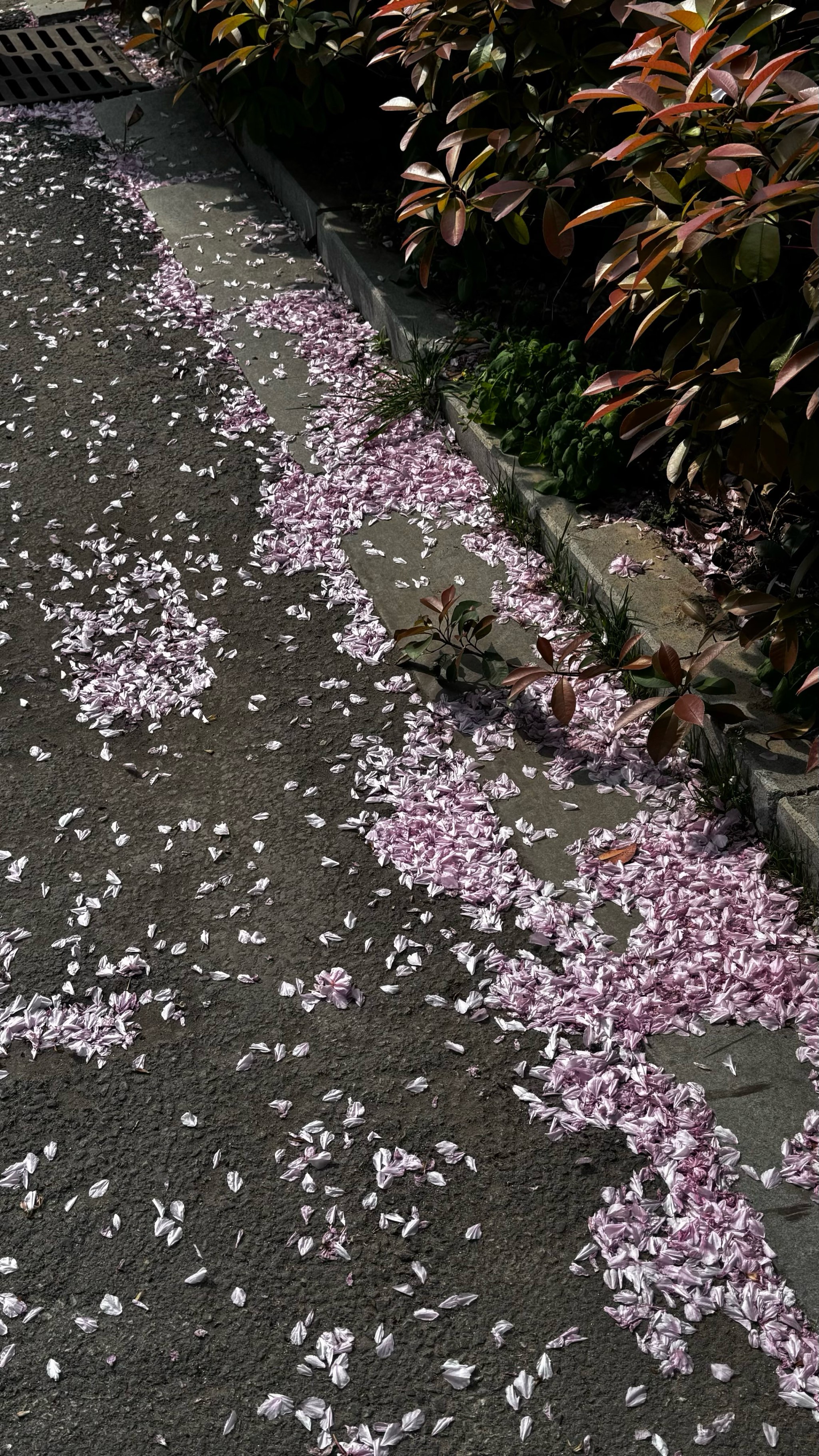 雨后的樱花瓣飘落满地图片