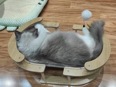 -MOCHA明星猫咖(田子坊店)