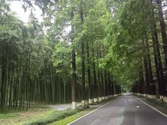 -黄海国家森林公园