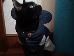 -东方名猫馆·英短金渐层布偶猫舍(环线广场1号楼店)