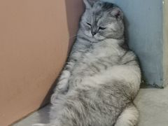 -猫儿山۰猫主题餐厅