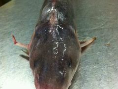 -八仔大富楼·河鲜(西江店)