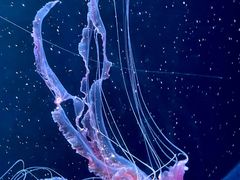 -欢乐海岸海洋奇梦馆